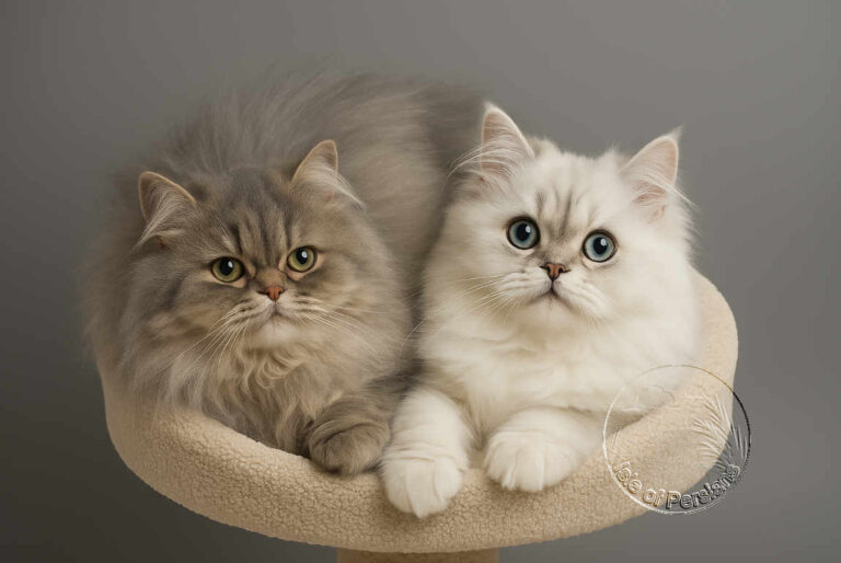 2 cats