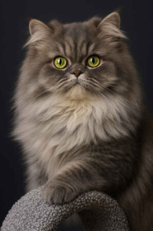 Gideon
